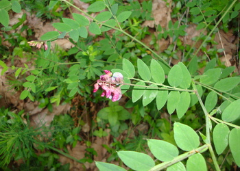 Schwärzende Platterbse (Lathyrus niger) - © Bernard Wieser